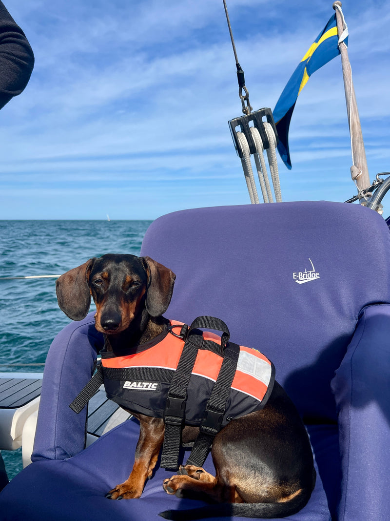 A small black and tan dachshund sits on a purple boat chair wearing a BAYTIE life jacket, with the ocean and blue sky in the background.